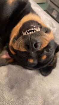 Odie -  Rottweiler Dog for Adoption in Zuni, Virginia - Odie | PetCurious