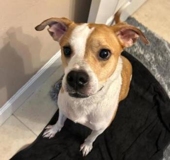 Rescue Boxer and Mixed Breed Dogs for Adoption in Gainesville, Florida - Keebler | PetCurious