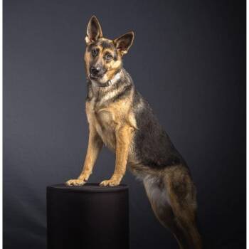 Zoey -  German Shepherd Dog Dog for Adoption in Mansfield, Texas - Zoey | PetCurious