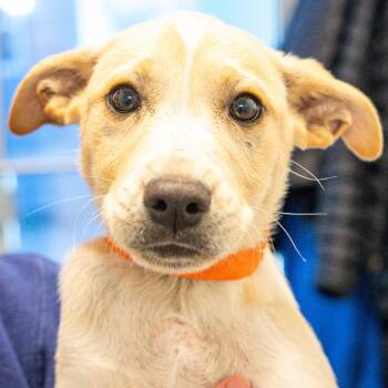 Mixed Breed Dogs Available for Adoption in Kennebunk, Maine - Karter | PetCurious