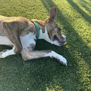 Moxy -  Mixed Breed Dog for Adoption in Medford Lakes, New Jersey - Moxy | PetCurious