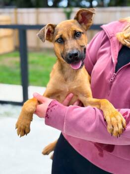 Radar -  Mixed Breed Dog for Adoption in Charleston, South Carolina - Radar | PetCurious