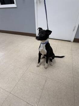SALLY -  Staffordshire Bull Terrier and Mixed Breed Dog Available for Adoption in Killeen, Texas - SALLY | PetCurious
