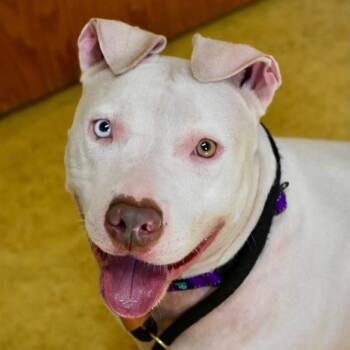 DIVA -  Pit Bull Terrier Dog for Adoption in Bowling Green, Ohio - DIVA | PetCurious