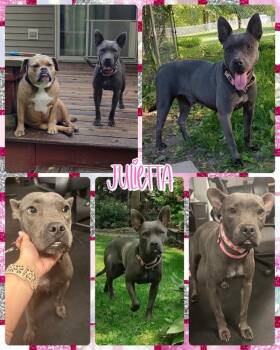 Rescue Mixed Breed Dogs for Adoption in Lancaster, New York - Julietta | PetCurious