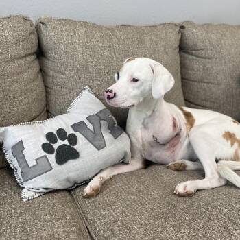 Catahoula Leopard Dog and American Bulldog Dogs Available for Adoption in Wadena, Minnesota - Bailey | PetCurious