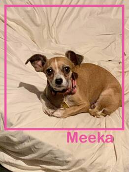 Meeka -  Chihuahua Dog for Adoption in Tempe, Arizona - Meeka | PetCurious