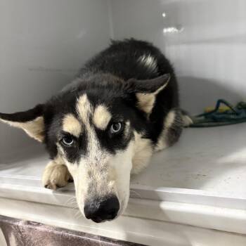 Husky Dogs Available for Adoption in Beaumont, Texas - BAC-Stray-141831 | PetCurious
