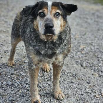 Australian Cattle Dog Blue Heeler Dogs Available for Adoption in Pulaski, Tennessee - Taz | PetCurious