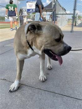 Rescue Pit Bull Terrier Dogs for Adoption in Houston, Texas - A644096 | PetCurious