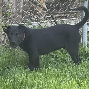 Labrador Retriever Dogs Available for Adoption in South Elgin, Illinois - Black Jack | PetCurious