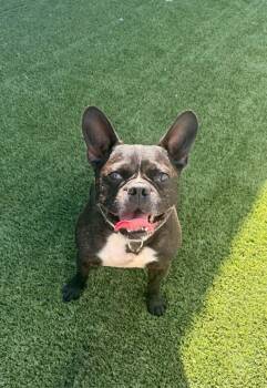 Diego -  French Bulldog and Boston Terrier Dog for Adoption in Delson, Quebec - Diego | PetCurious