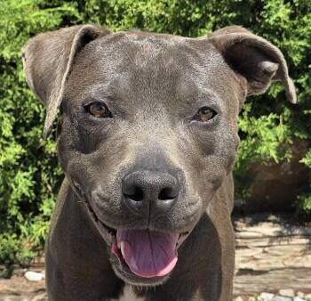 Magnificent Mr Murrano - ROCK STAR -  American Staffordshire Terrier Dog for Adoption in North Valley, New Mexico - Magnificent Mr Murrano - ROCK STAR | PetCurious
