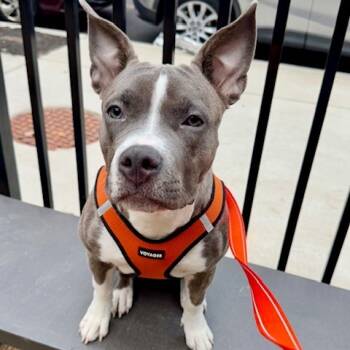 Rescue Mixed Breed Dogs for Adoption in Philadelphia, Pennsylvania - Barbie | PetCurious