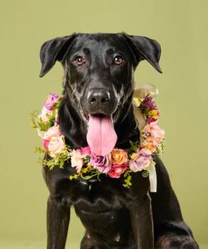 Spring Squire -  Labrador Retriever and Mixed Breed Dog for Adoption in Atlanta, Georgia - Spring Squire | PetCurious