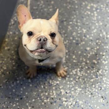Peach -  French Bulldog Dog for Adoption in Tuscaloosa, Alabama - Peach | PetCurious