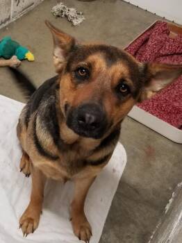 LADY -  Shepherd Dog for Adoption in Seymour, Indiana - LADY | PetCurious