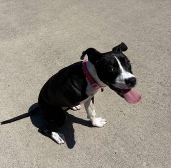 Lotto -  Mixed Breed Dog for Adoption in Westland, Michigan - Lotto | PetCurious