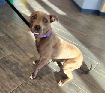Pit Bull Terrier and Mixed Breed Dogs Available for Adoption in St. Louis, Missouri - BLUEBERRY | PetCurious