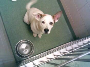 Rescue Mixed Breed Dogs for Adoption in Santa Fe, New Mexico - LEYDA | PetCurious