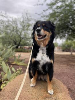 Australian Shepherd Dogs Available for Adoption in Tucson, Arizona - Tindy | PetCurious