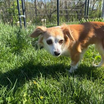 Chihuahua and Terrier Dogs Available for Adoption in Waynesboro, Pennsylvania - Brandie | PetCurious