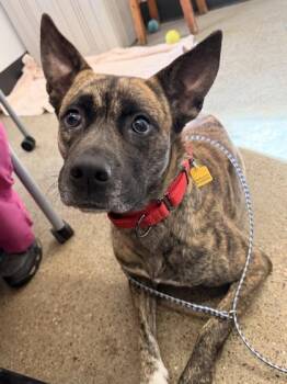 Dutch Shepherd Dogs Available for Adoption in Cleveland, Ohio - Beachie | PetCurious