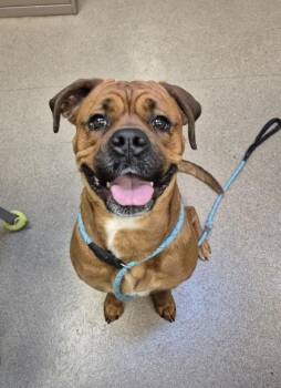 Rescue Mixed Breed Dogs for Adoption in Lafayette, Indiana - Coco | PetCurious