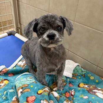 Duke -  Shih Tzu Dog for Adoption in Kerrville, Texas - Duke | PetCurious