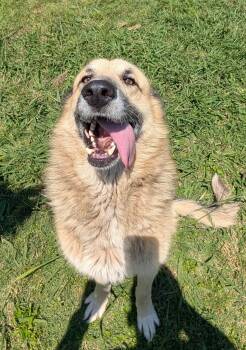German Shepherd Dog and Great Pyrenees Dogs Available for Adoption in Plano, Texas - Avery A217634 | PetCurious