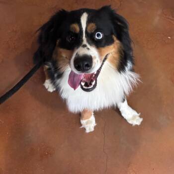 Mookie Betts -  Australian Shepherd Dog for Adoption in Goleta, California - Mookie Betts | PetCurious