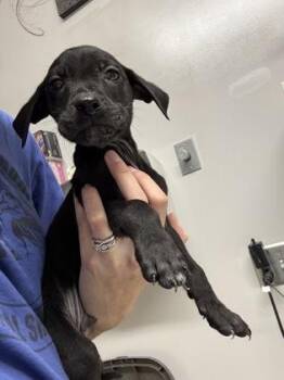 Archer -  Pit Bull Terrier and Labrador Retriever Dog for Adoption in Pequot Lakes, Minnesota - Archer | PetCurious