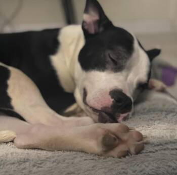 Oriole -  Pit Bull Terrier and Boston Terrier Dog for Adoption in New York, New York - Oriole | PetCurious