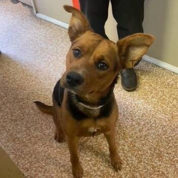 Lucey -  German Shepherd Dog and Mixed Breed Dog for Adoption in Chehalis, Washington - Lucey | PetCurious