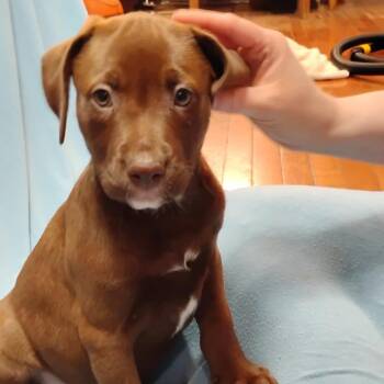 Marshall -  Mixed Breed Dog for Adoption in Dekalb, Illinois - Marshall | PetCurious