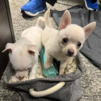 Pablo -  Chihuahua Dog for Adoption in Mooresville, Indiana - Pablo | PetCurious