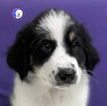 Great Pyrenees and Australian Shepherd Dogs Available for Adoption - Ollie | PetCurious