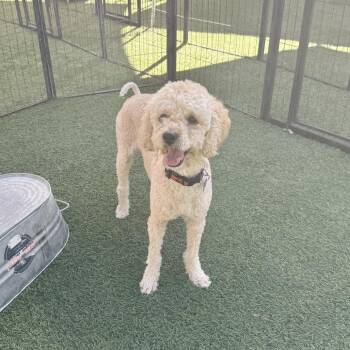 Chowder -  Poodle Dog for Adoption in Agoura Hills, California - Chowder | PetCurious