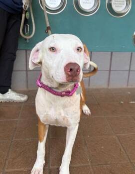 Bridget -  Mixed Breed Dog for Adoption in Honolulu, Hawaii - Bridget | PetCurious