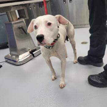 Pit Bull Terrier Dogs Available for Adoption - 133 Royal | PetCurious