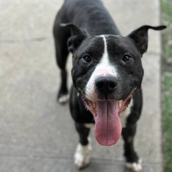 Mixed Breed Dogs Available for Adoption - Hot Cocoa | PetCurious