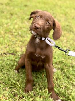 Bubbles- Transport -  Goldendoodle and Mixed Breed Dog for Adoption in Gradyville, Kentucky - Bubbles- Transport | PetCurious