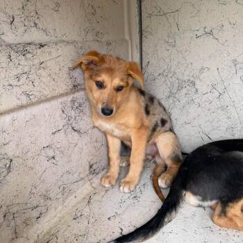 Roo 26-06-136 -  Catahoula Leopard Dog Dog for Adoption in Bastrop, Texas - Roo 26-06-136 | PetCurious