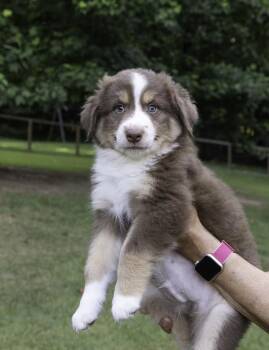 Irwin -  Australian Shepherd Dog for Adoption in Dacula, Georgia - Irwin | PetCurious