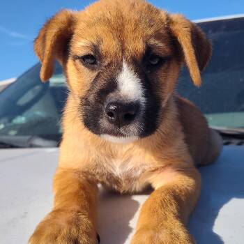 Shepherd Dogs Available for Adoption - Striker | PetCurious