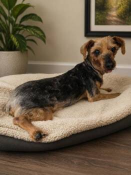 Yorkshire Terrier and Mixed Breed Dogs Available for Adoption in Malvern, Pennsylvania - Alf | PetCurious