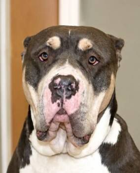 Trinity -  American Bulldog and Shar Pei Dog for Adoption in Greeley, Colorado - Trinity | PetCurious