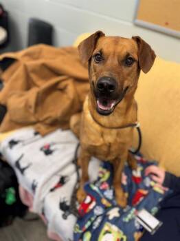 Labrador Retriever and Rhodesian Ridgeback Dogs Available for Adoption - BINGO | PetCurious