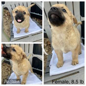 Terrier and Shepherd Dogs Available for Adoption - Raina * | PetCurious