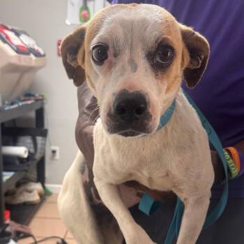 Hound and Pit Bull Terrier Dogs Available for Adoption in Starkville, Mississippi - Brenda | PetCurious